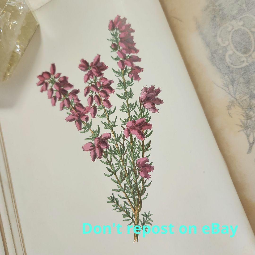 植物図鑑　洋書　ボタニカルアート　アンティーク　リトグラフ　25