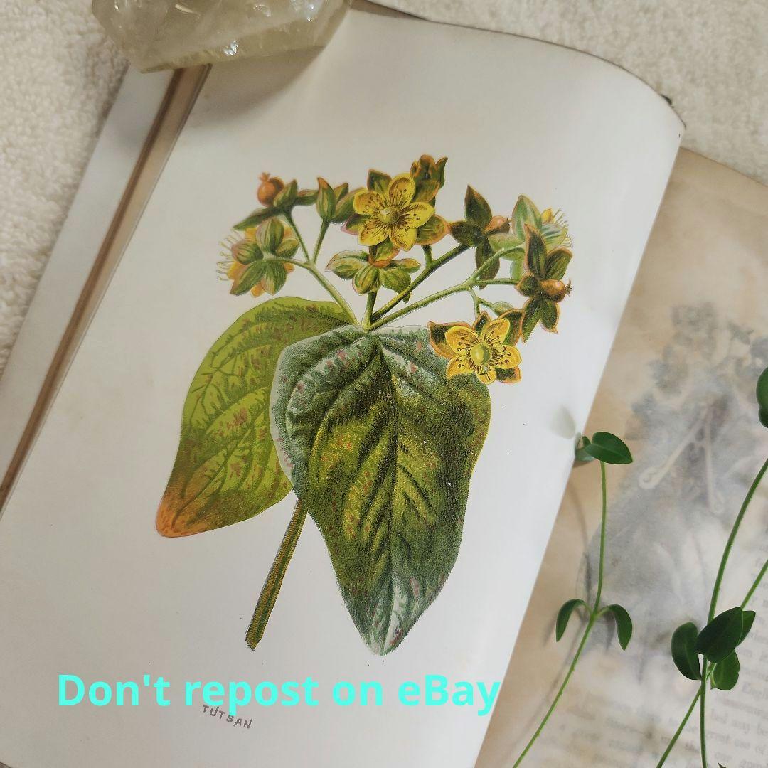 植物図鑑　洋書　ボタニカルアート　アンティーク　リトグラフ　25