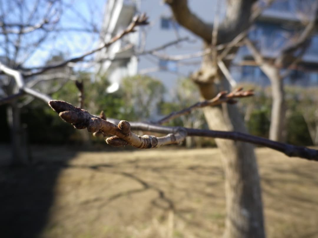 実写美⭕️【動作確認済み】PENTAX OPTIO H90 オールドコンデジ