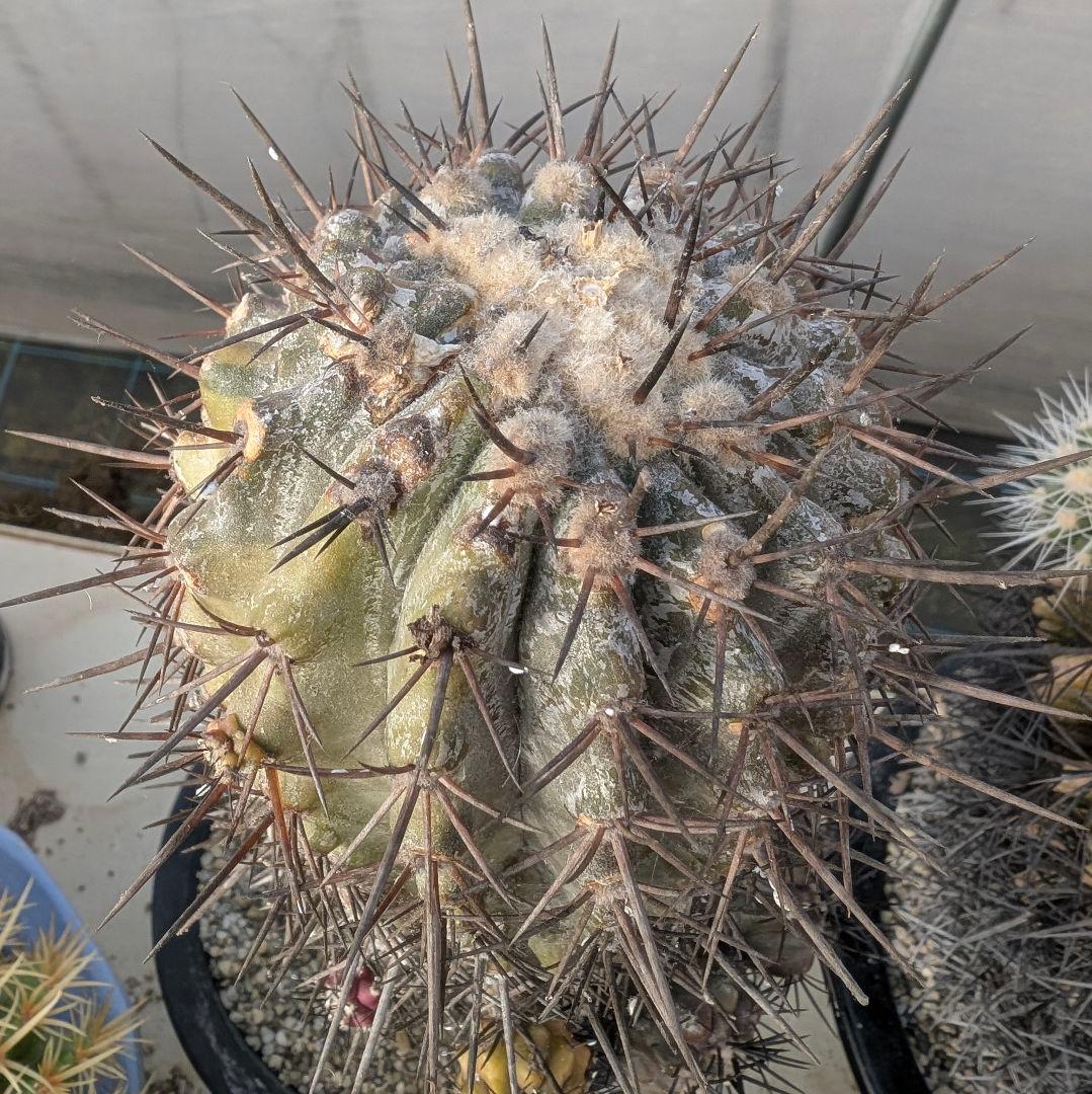 専用　輸入球　コピアポア　黒王丸錦　かき仔　接ぎ木　鉢ごと送料込み