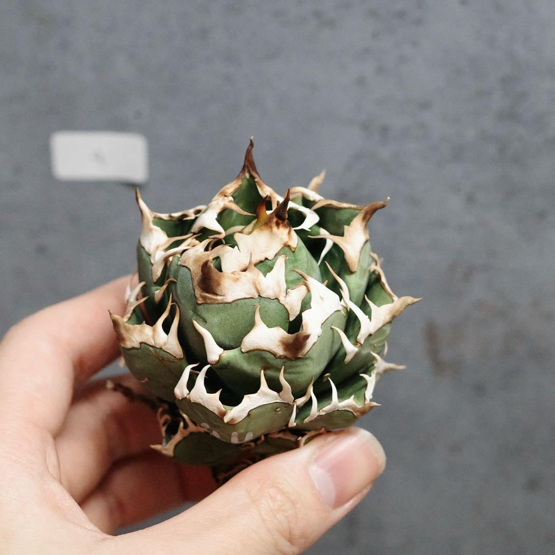 早い者勝ち！アガベ　チタノタ　オテロイ　赤猫　ゴリ猫　コンパクト　4