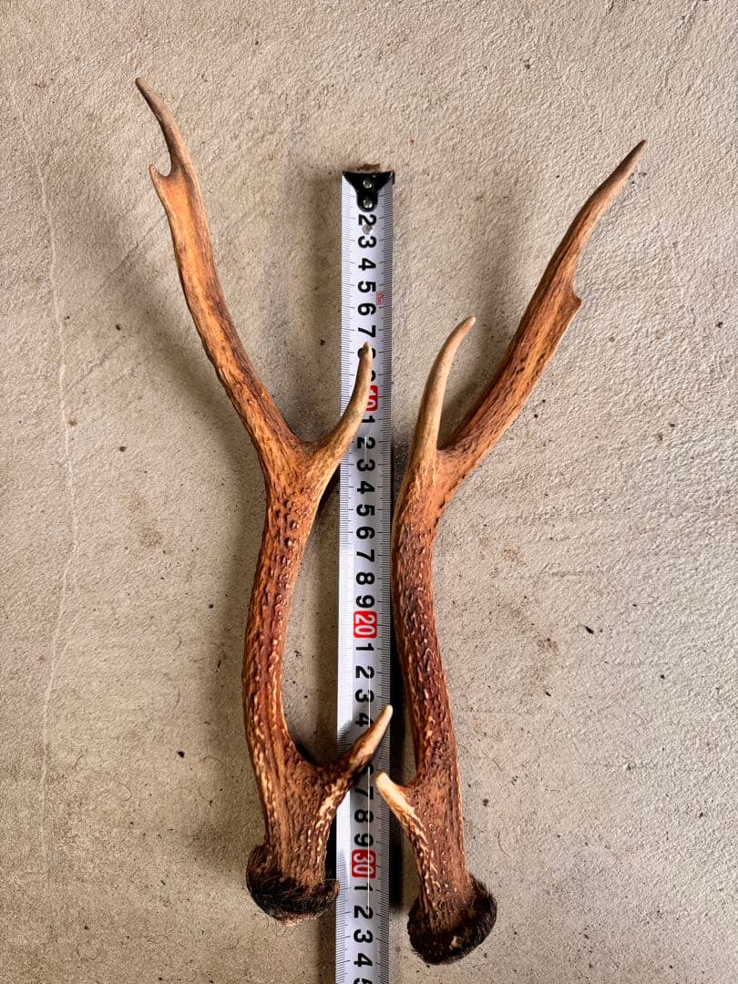 日本鹿の角 10対(20本セット) No.3