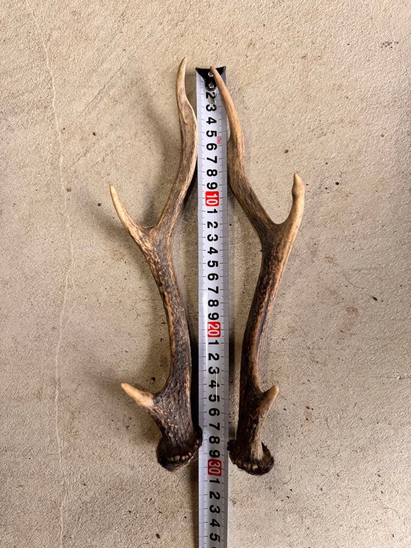 日本鹿の角 10対(20本セット) No.3