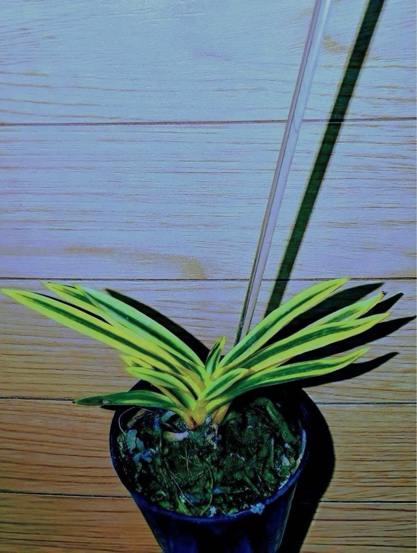 【年末特価品】富貴蘭「super八洲の月」