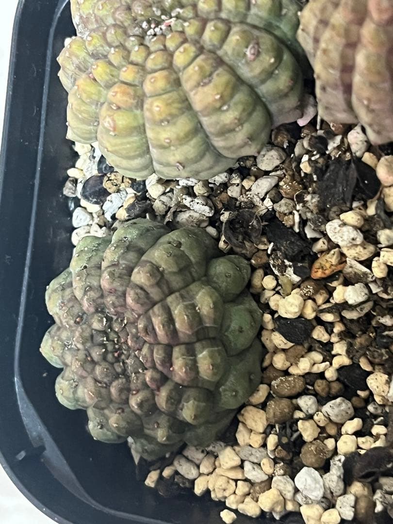 亀甲オベサ　カキコ自根 3株　サボテン