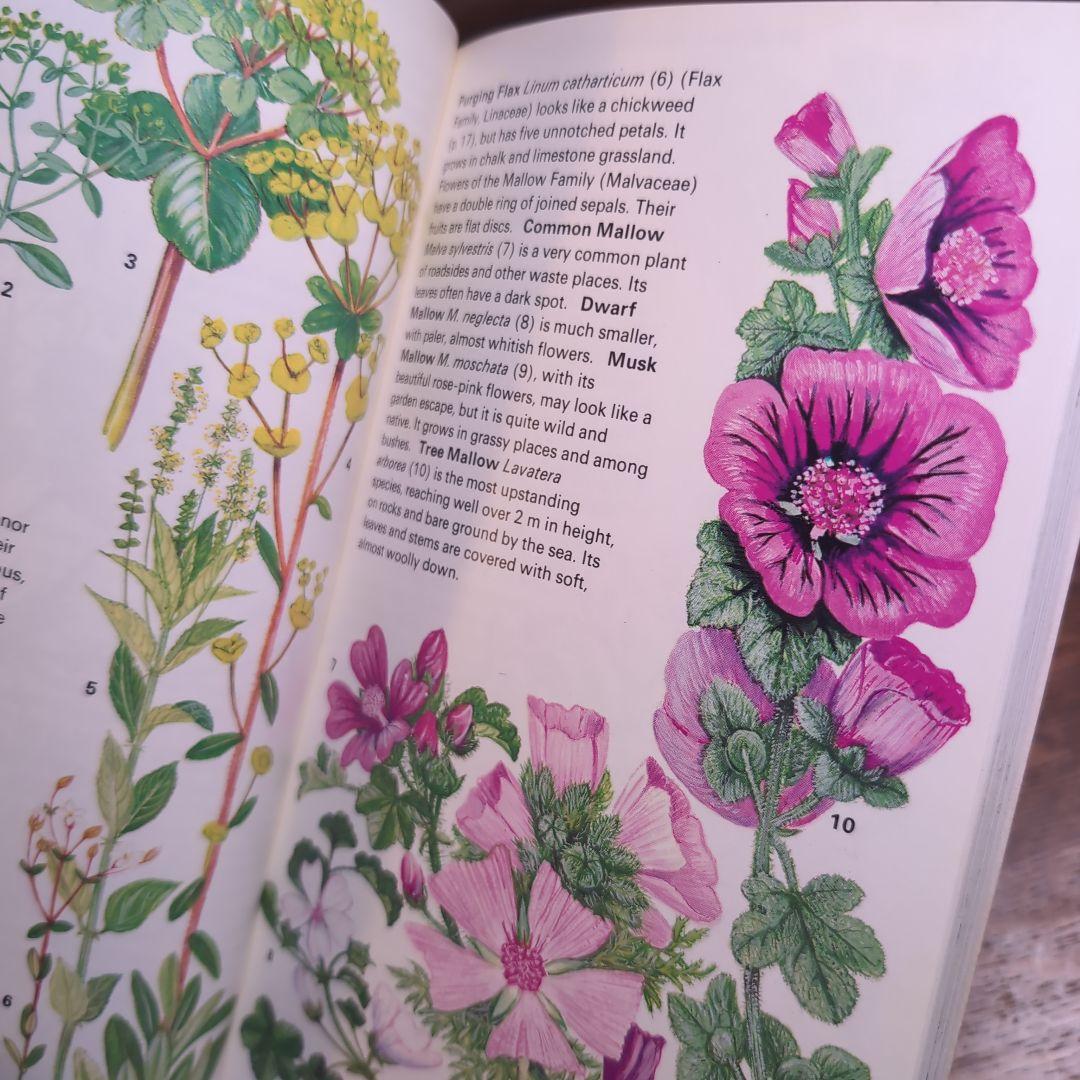 ボタニカルアートが散りばめられた洋書　ボタニカルカード　ボタニカル図鑑洋書