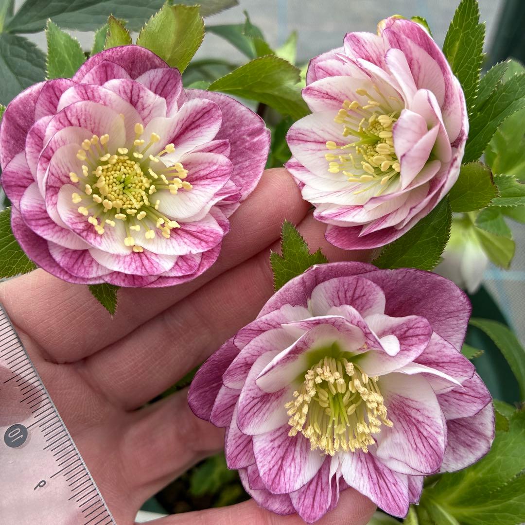 クリスマスローズ　プリマヴェーラ交配　加藤農園　6寸