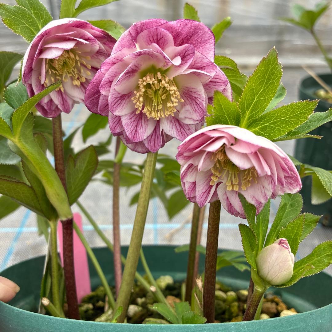 クリスマスローズ　プリマヴェーラ交配　加藤農園　6寸