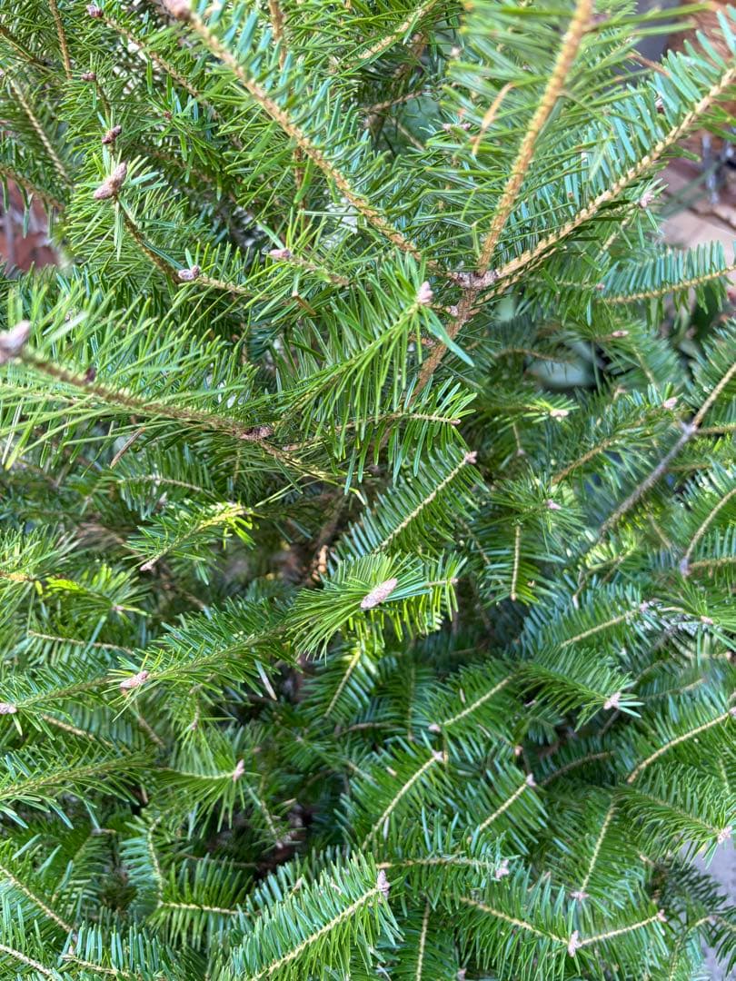 くいだおれ太郎　庭木　もみの木　１０号鉢植え　高さ2メートル
