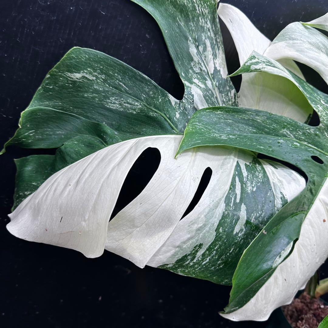 ほ*し様 モンステラ斑入りハーフムーンホワイトタイガー極美斑入り　　 51cm