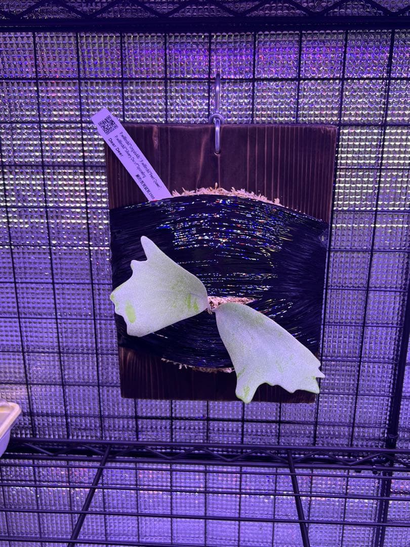 ビカクシダ willinckii 3Mix Spore 台湾株