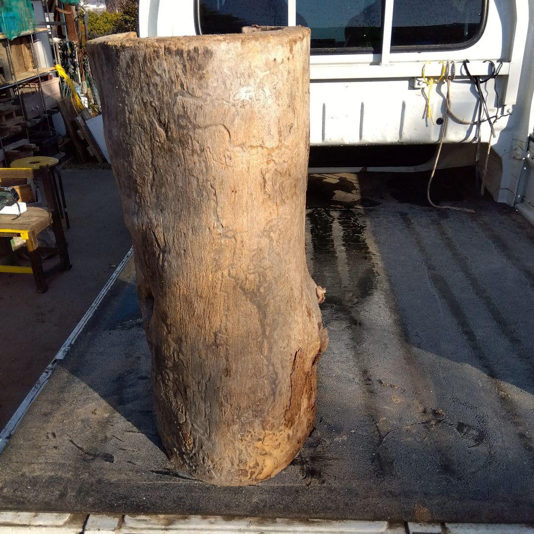 自然な木目の丸太 樹洞 丸洞 桐老木 昆虫飼育箱