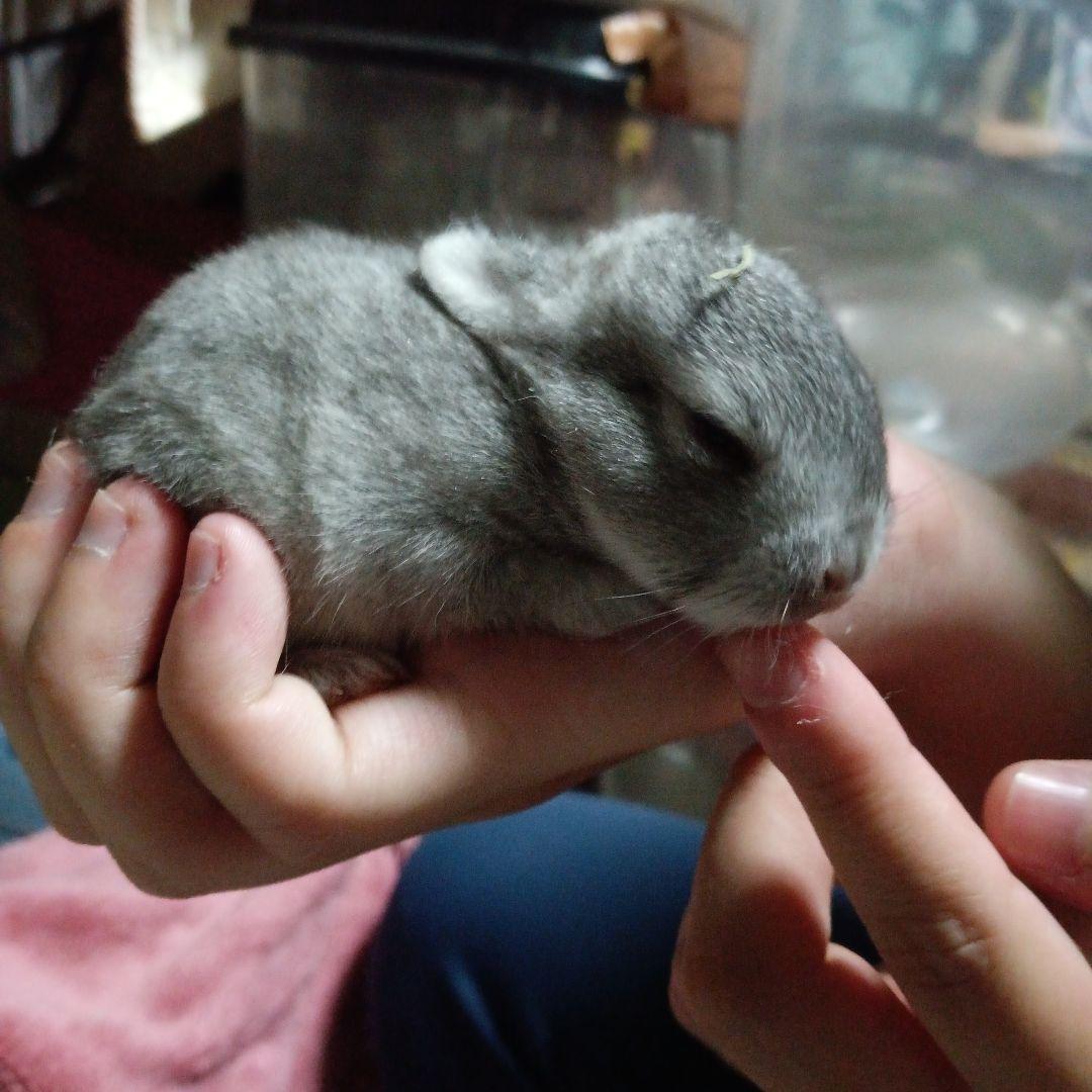 コラーゲンクリーム