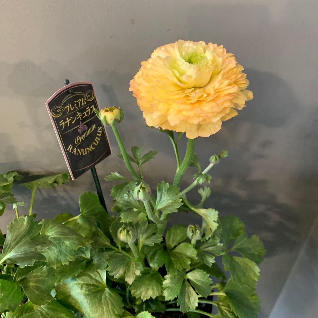 専用　ラナンキュラス プレミアム サクセス トアレグ 2個セット