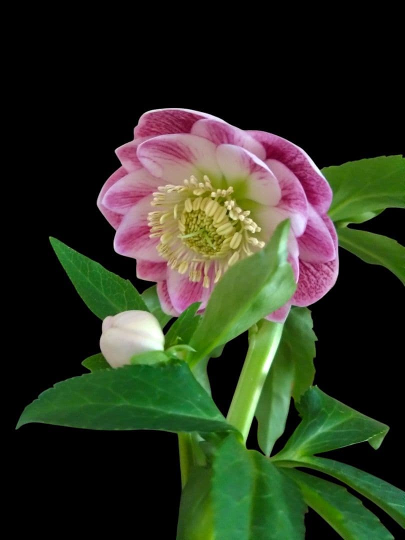 クリスマスローズ　広瀬園芸　グラデーションdd