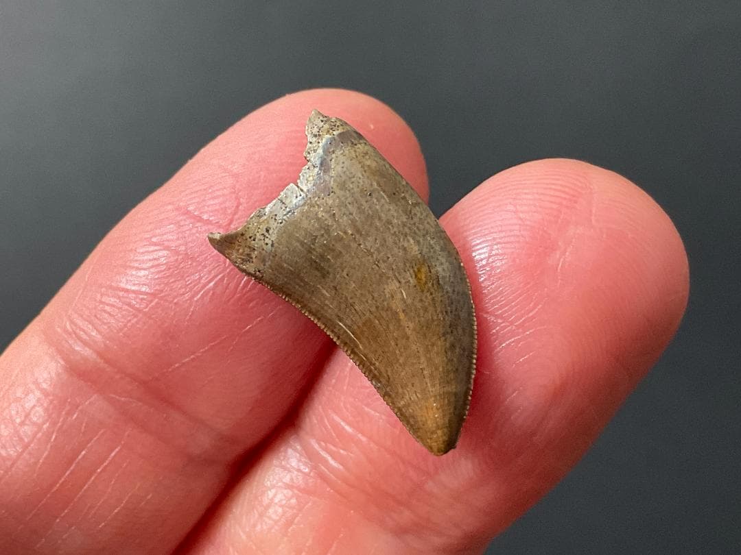 化石 ティラノサウルス 歯 [DS409] 恐竜 希少 レア