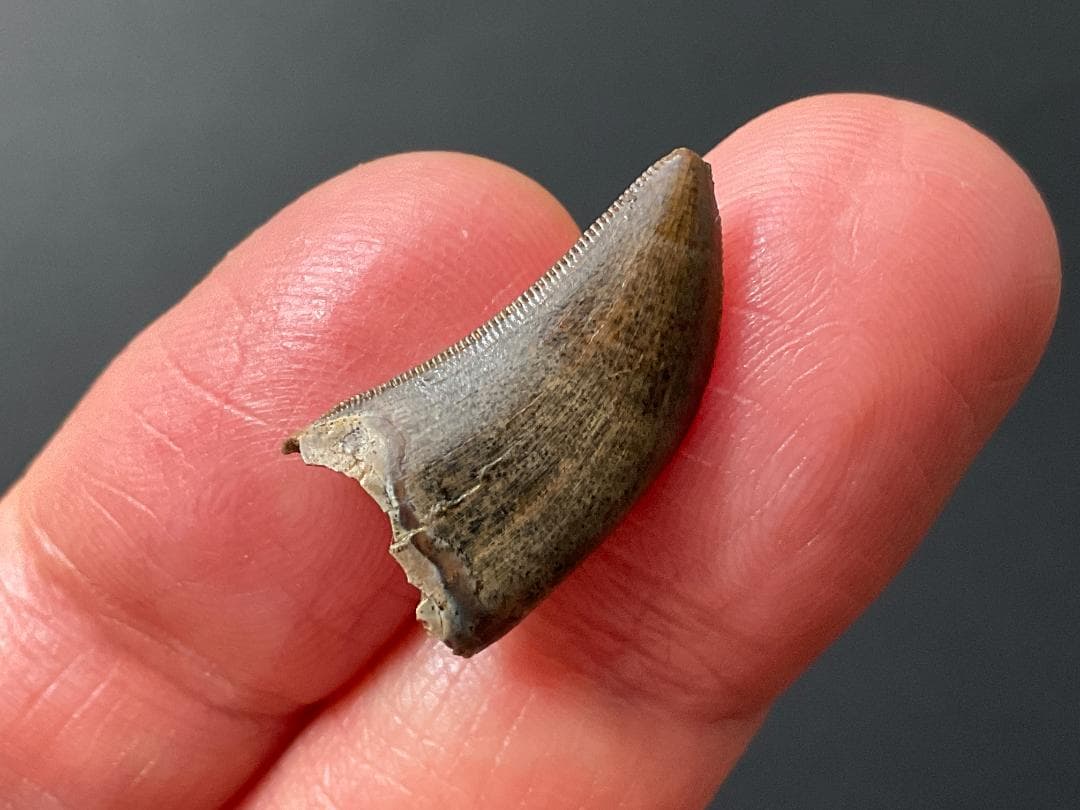 化石 ティラノサウルス 歯 [DS409] 恐竜 希少 レア