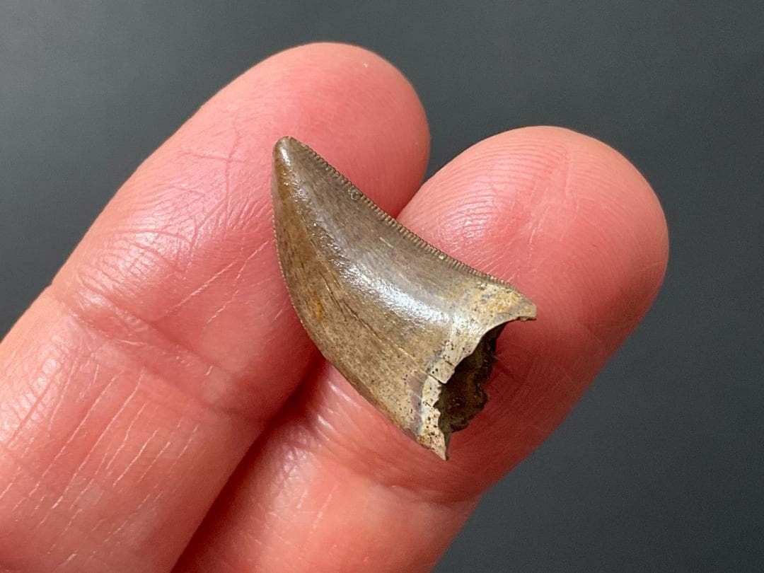 化石 ティラノサウルス 歯 [DS409] 恐竜 希少 レア