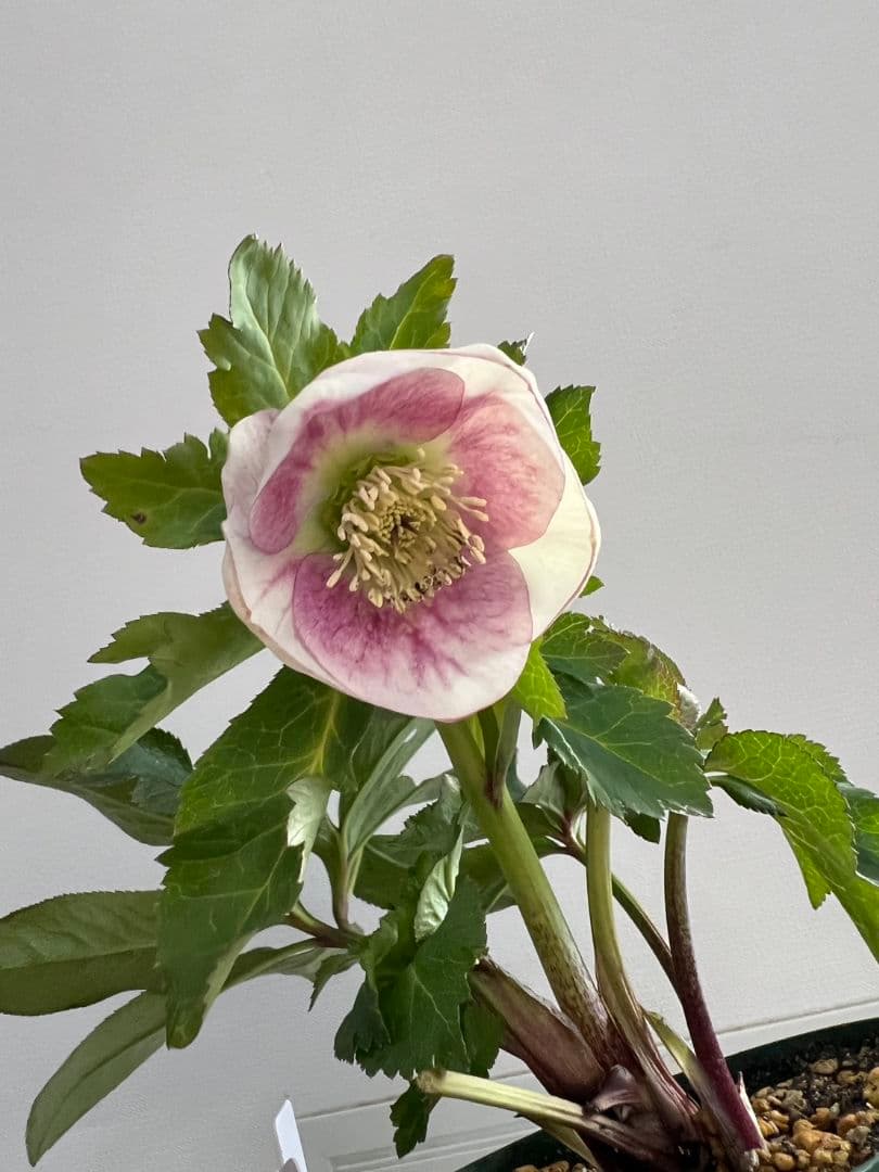 ま*い様 クリスマスローズ　パステリッシュストレイン　デュメ系　カップ咲き