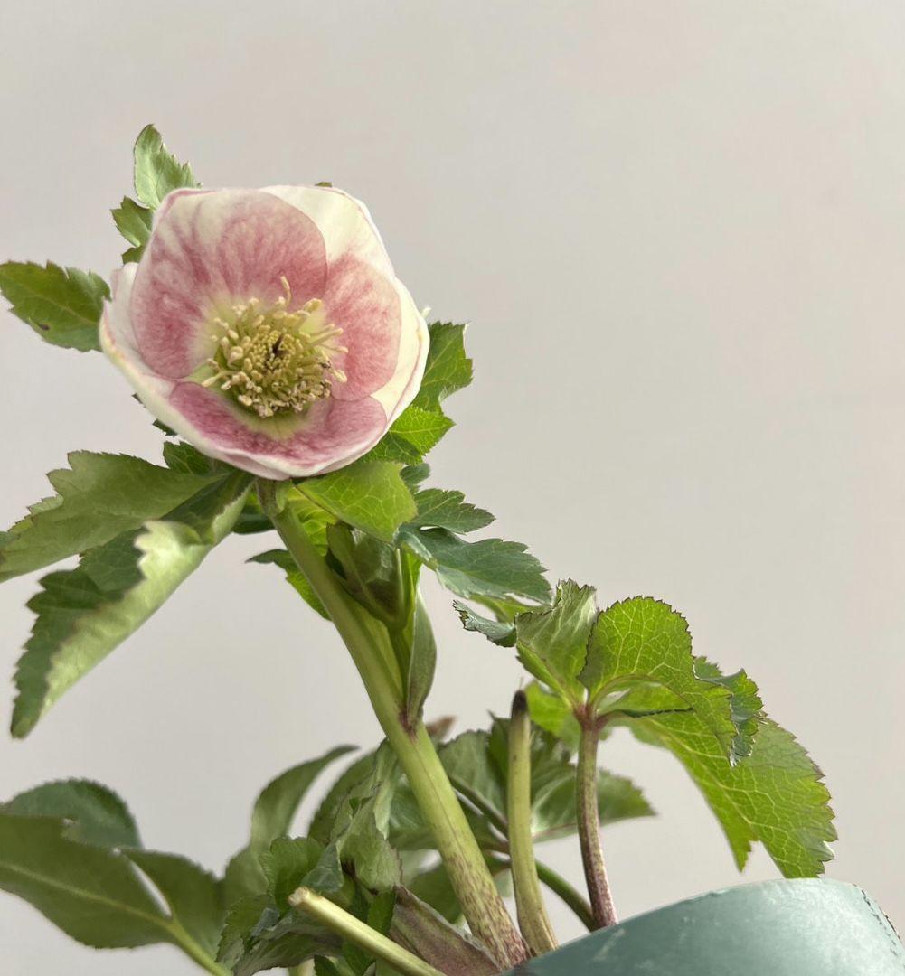 ま*い様 クリスマスローズ　パステリッシュストレイン　デュメ系　カップ咲き