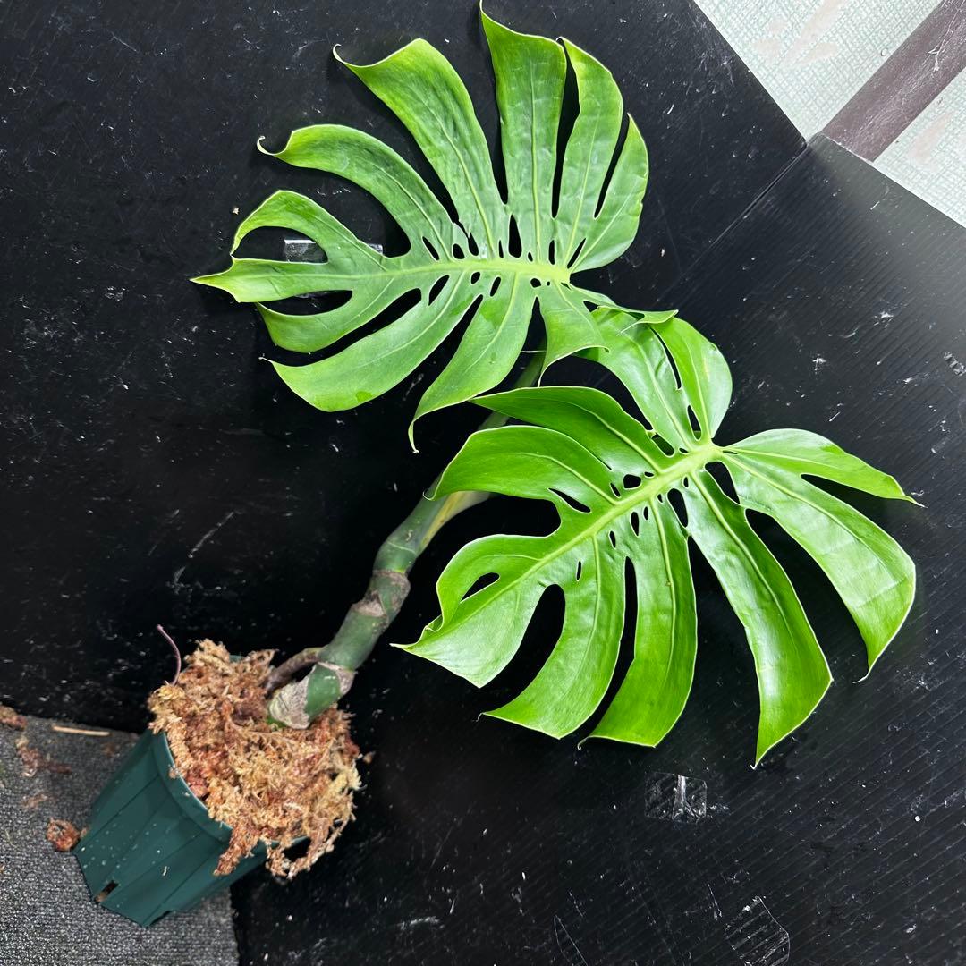 も*ぎ様 モンステラデリシオーサマクロコズム超希少系統鉢植え56㎝