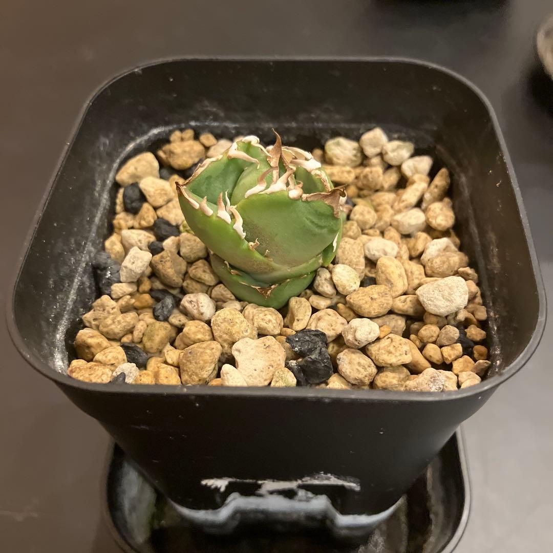 アガベ　COK 追星　子株