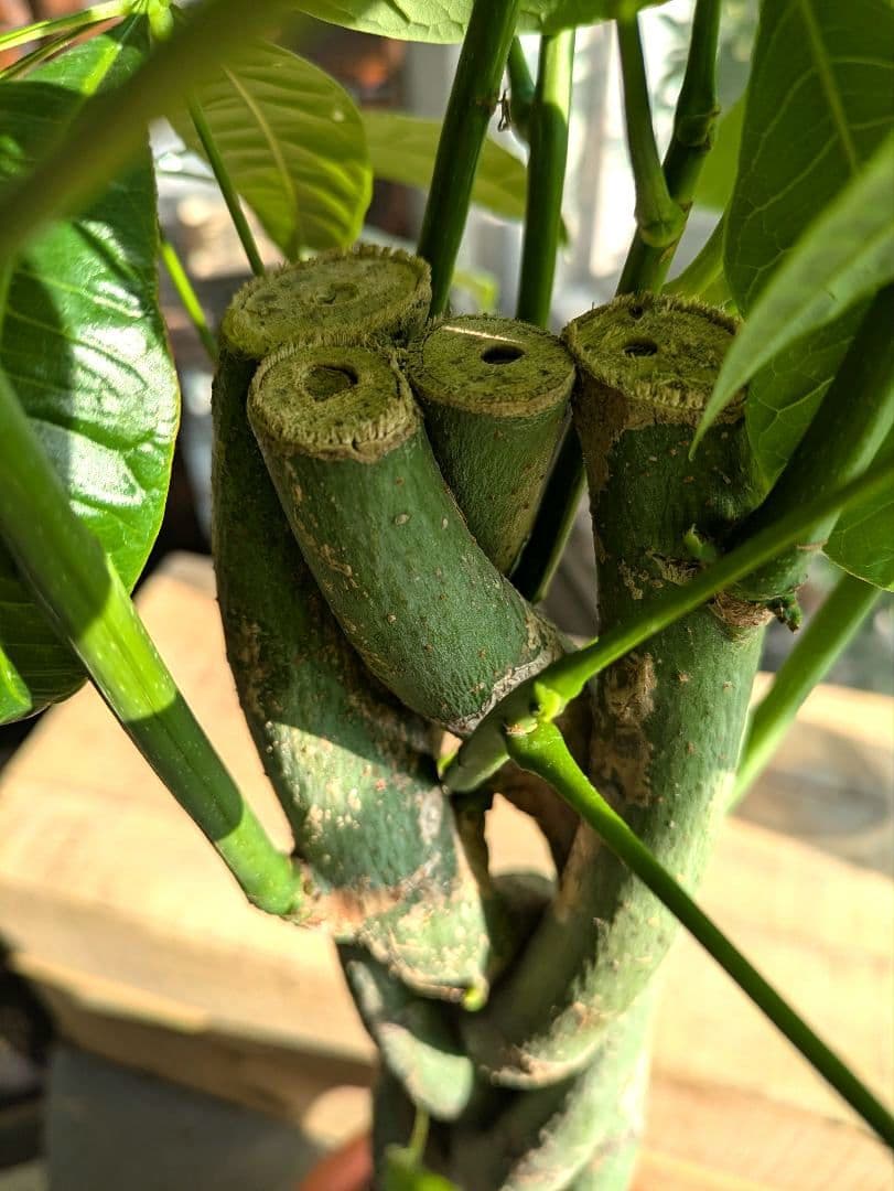 ボタニカルガーデン大杉様のパキラ　 観葉植物