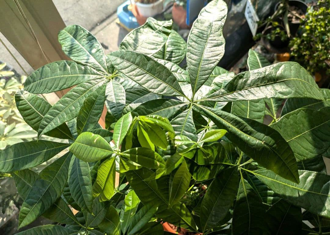 ボタニカルガーデン大杉様のパキラ　 観葉植物