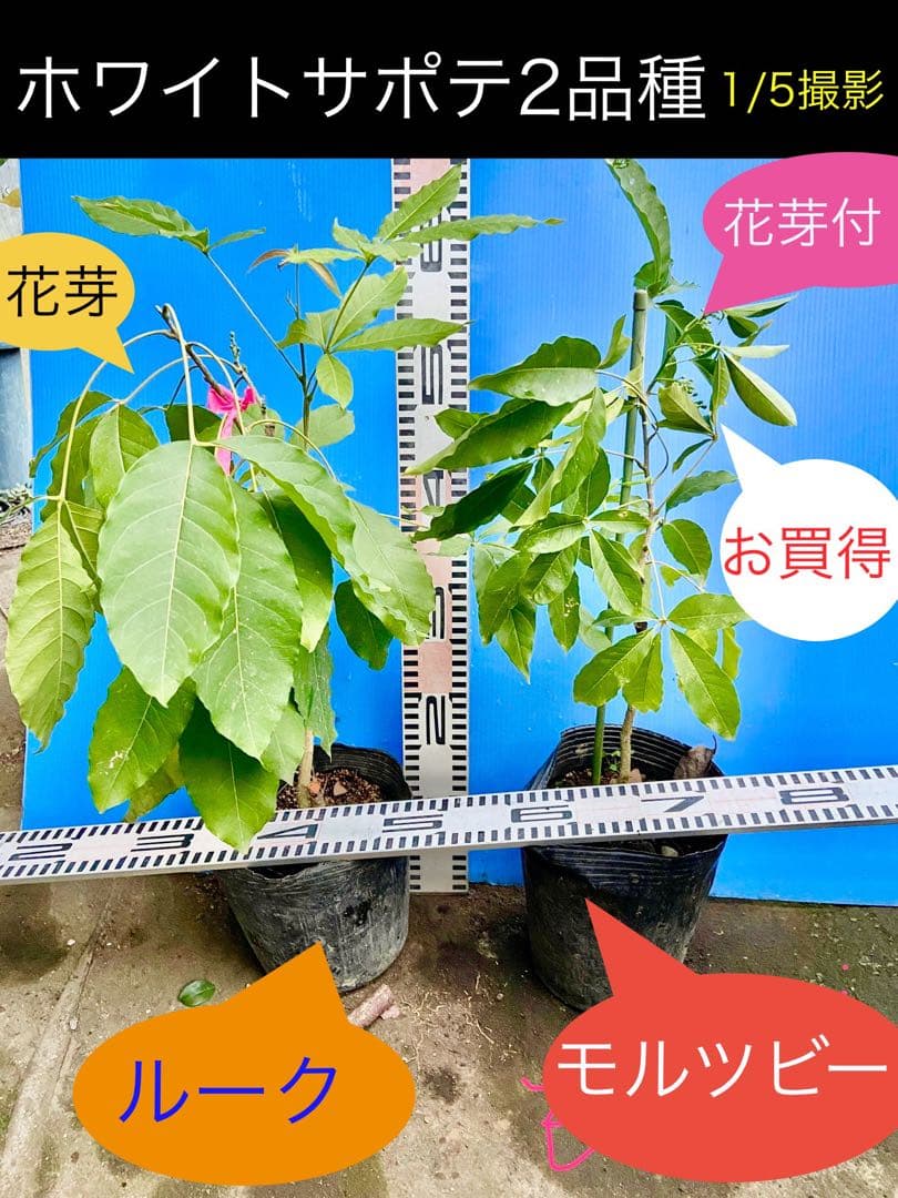 ホワイトサポテ 人気の2品種セット接木苗