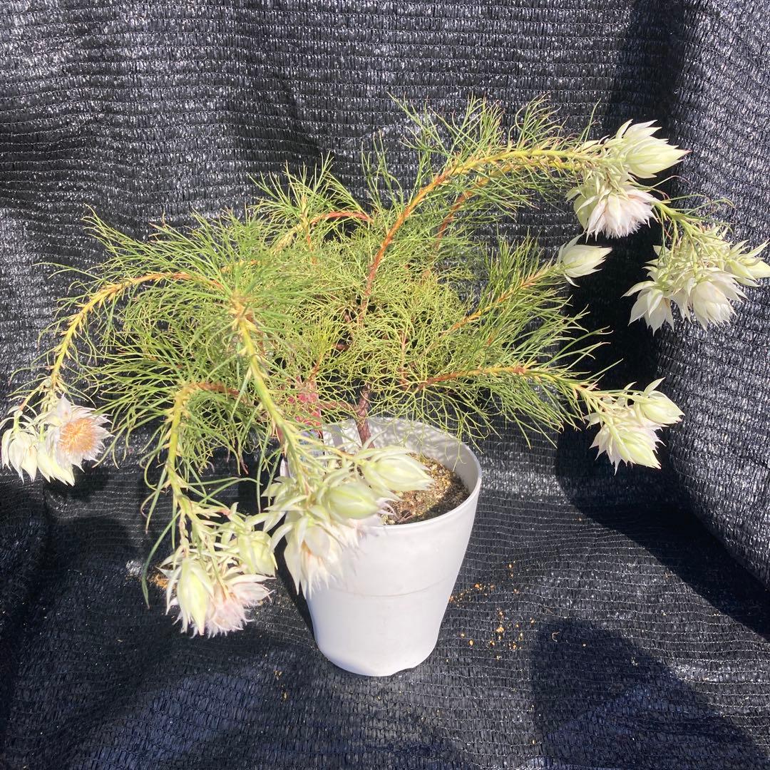 ②*:ஐ白花*:ஐジョーイセルリア・苗木【ブラッシングブライド（フロリダ）】6号