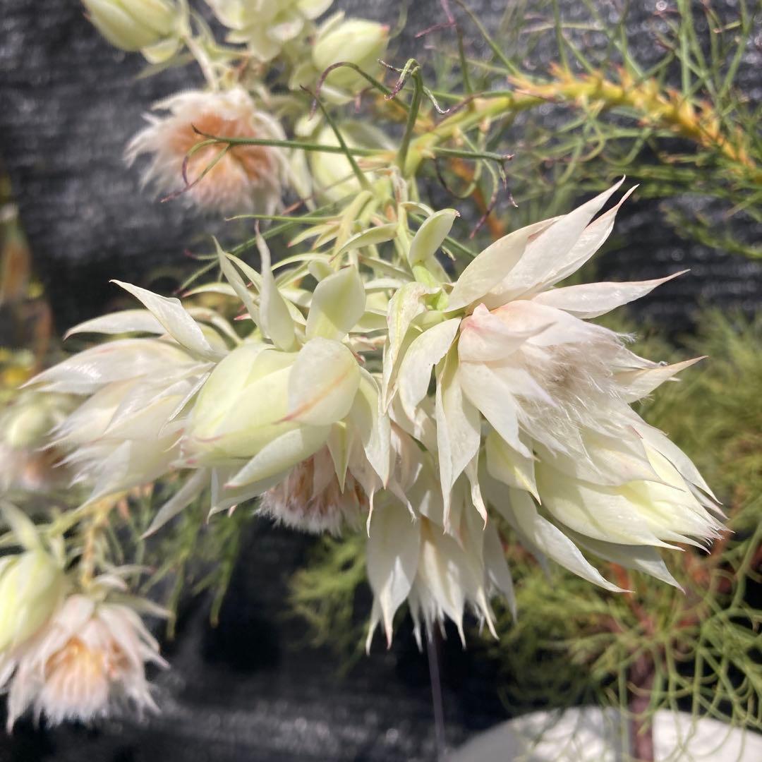 ②*:ஐ白花*:ஐジョーイセルリア・苗木【ブラッシングブライド（フロリダ）】6号