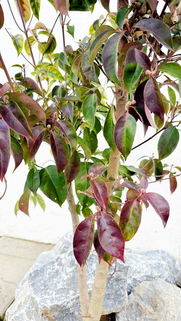 幹太。逸品常緑ヤマボウシ ホンコンエンシス1.6M(鉢底から)品番C