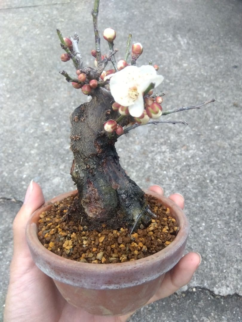 ライアン　野梅　盆栽　3.5号陶器鉢つき　コンパクト造り込み個体❗　③