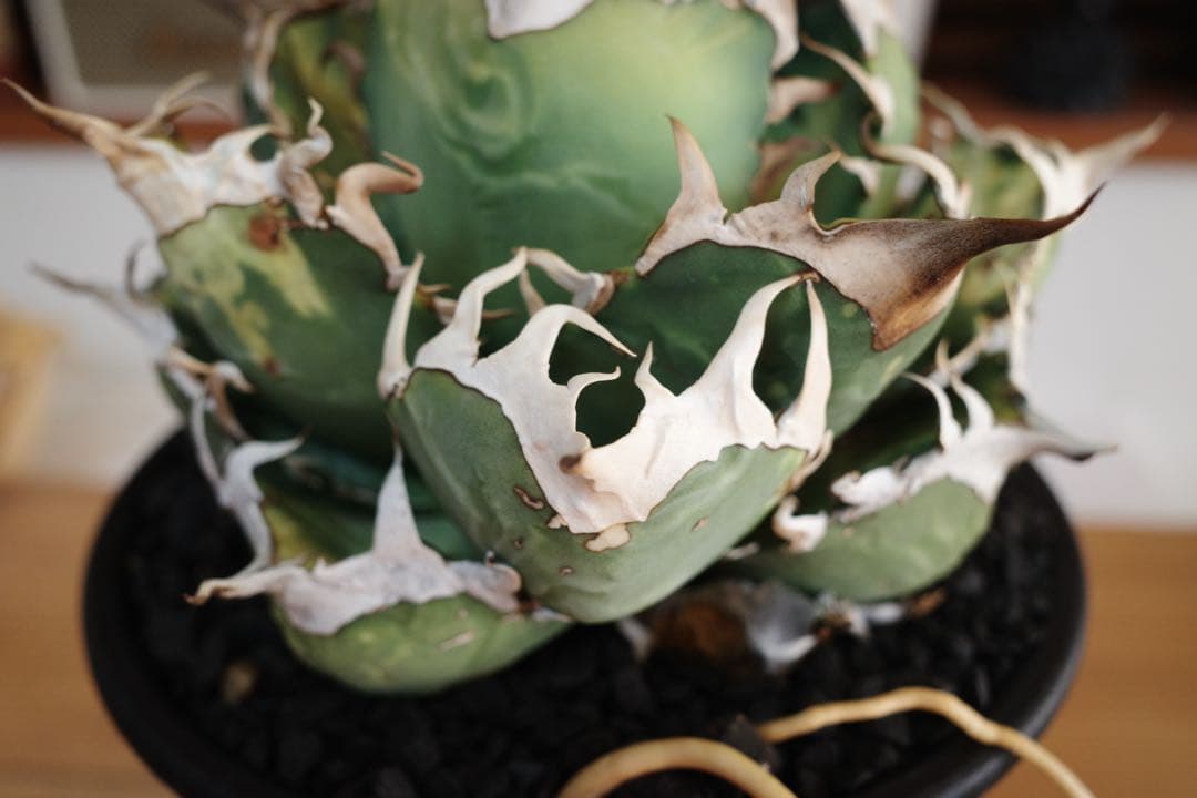 【子株】アガベ　オテロイ　オアハカ現地球