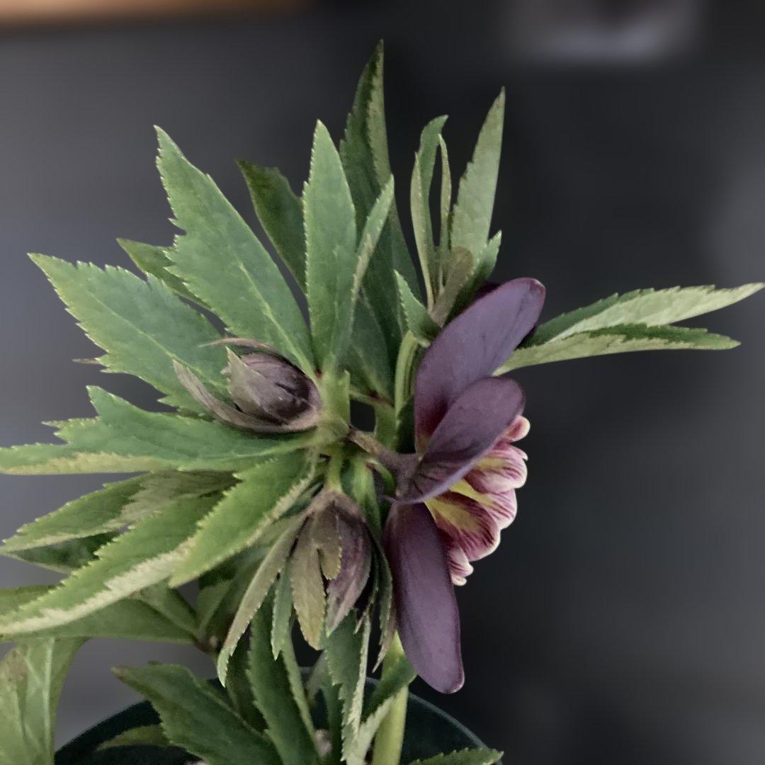 まいさん専用３点おまとめ 分割 クリスマスローズ若泉ファーム雅