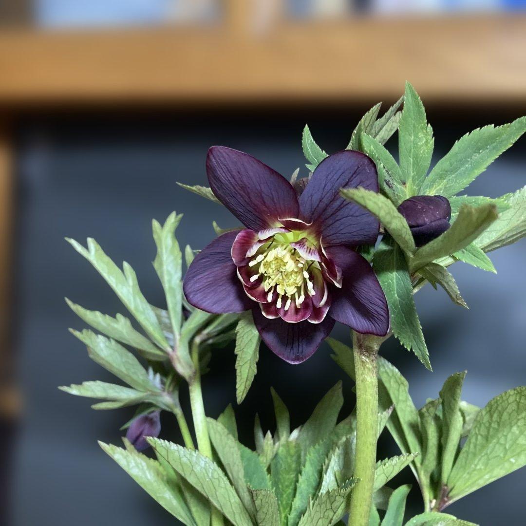 まいさん専用３点おまとめ 分割 クリスマスローズ若泉ファーム雅