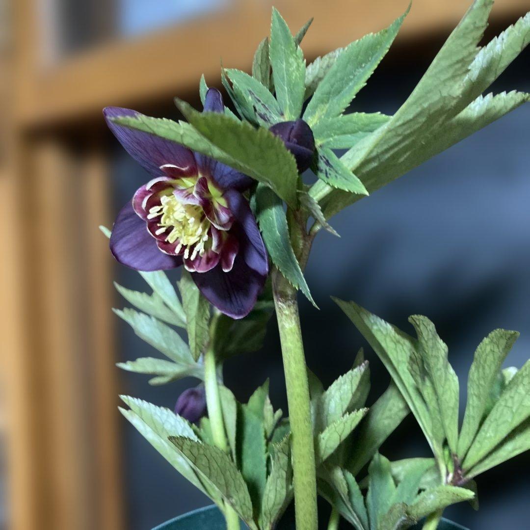 まいさん専用３点おまとめ 分割 クリスマスローズ若泉ファーム雅