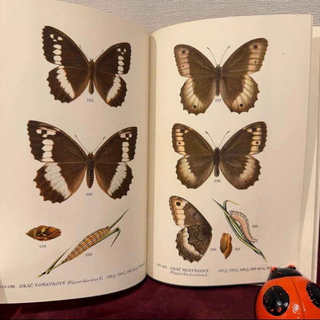 129②チェコ蝶々図鑑　2冊セット　洋書古書　ジャンクジャーナル　ボタンニカル