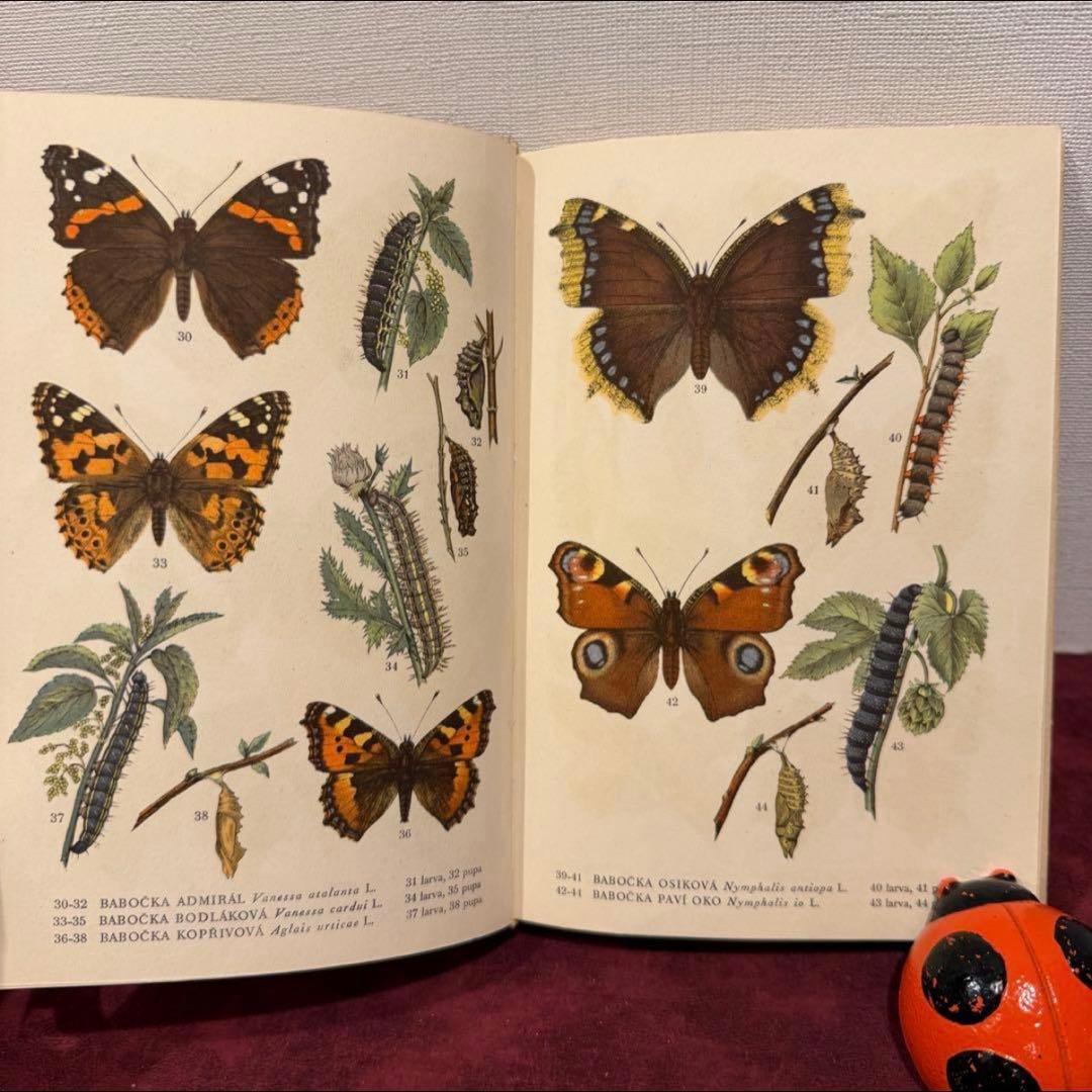 129②チェコ蝶々図鑑　2冊セット　洋書古書　ジャンクジャーナル　ボタンニカル