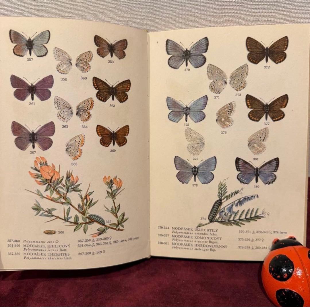 129②チェコ蝶々図鑑　2冊セット　洋書古書　ジャンクジャーナル　ボタンニカル