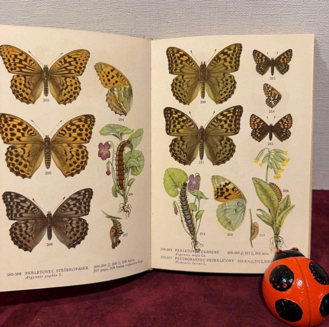 129②チェコ蝶々図鑑　2冊セット　洋書古書　ジャンクジャーナル　ボタンニカル