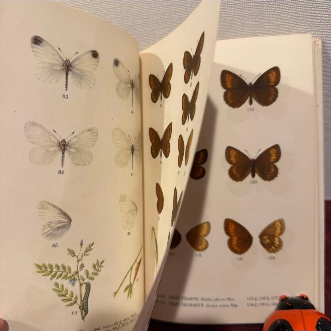 129②チェコ蝶々図鑑　2冊セット　洋書古書　ジャンクジャーナル　ボタンニカル