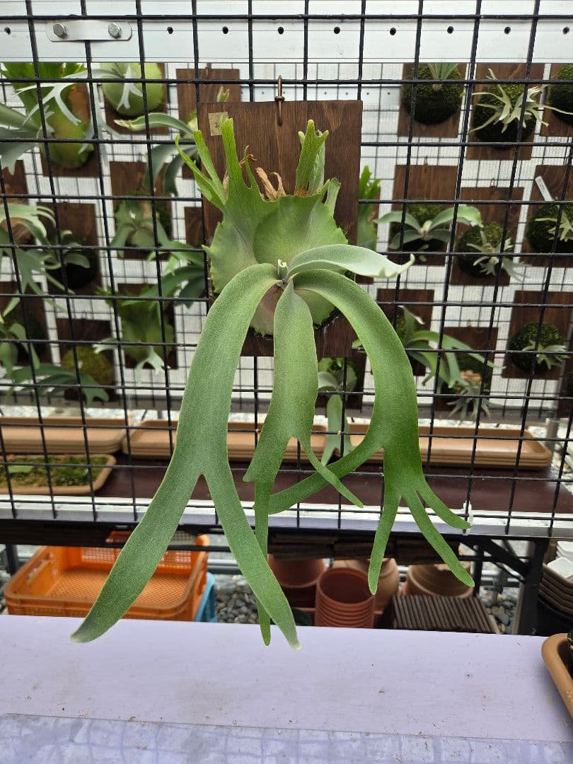 ビカクシダ ピノキオ spore 21