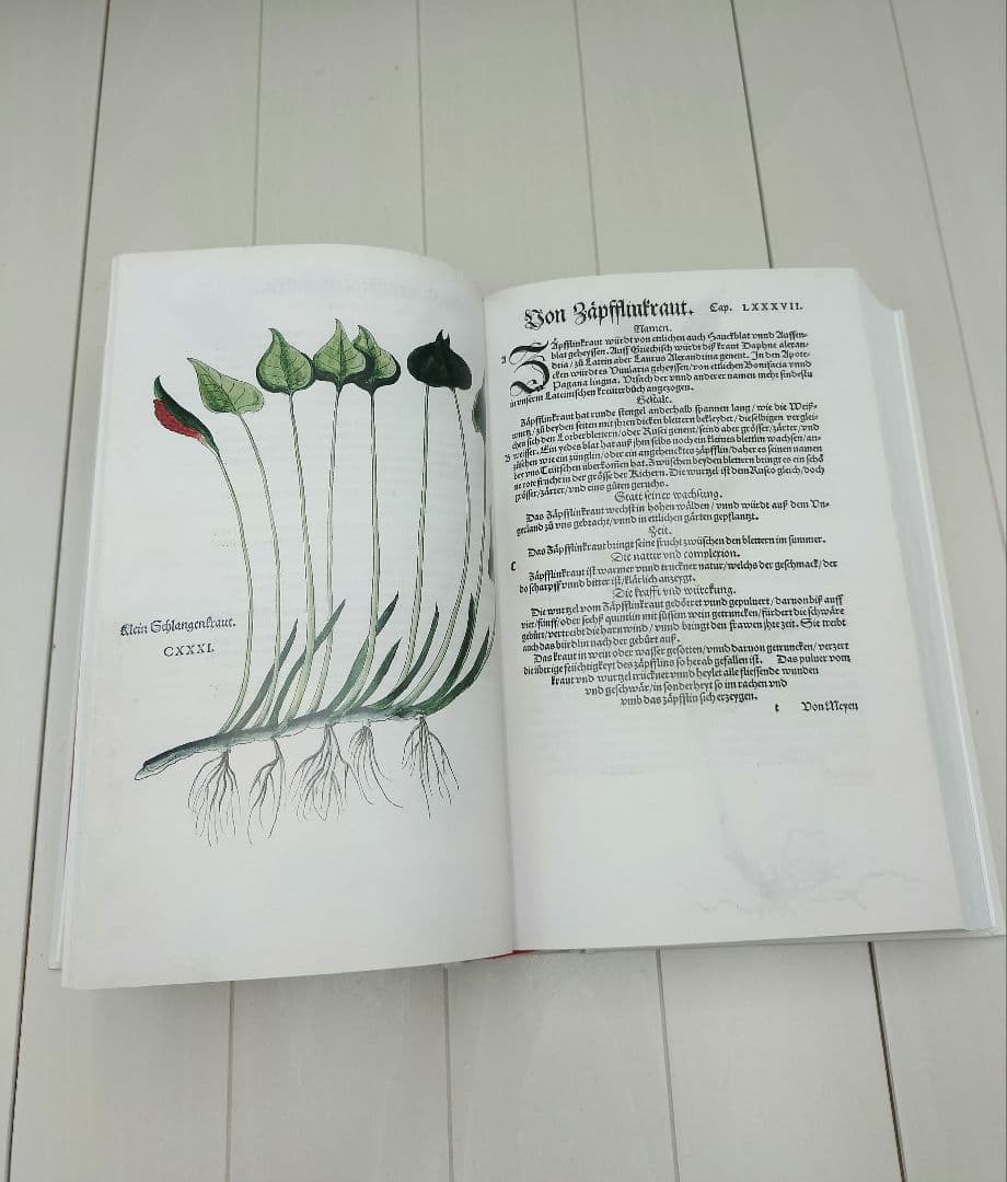 本◆Leonhart Fuchs◆英語◆ハーブ◆M-2507IN3