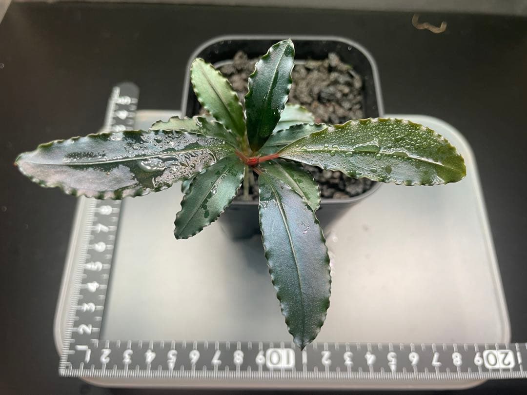 オ*ガ様 Bucephalandra sp Red walts