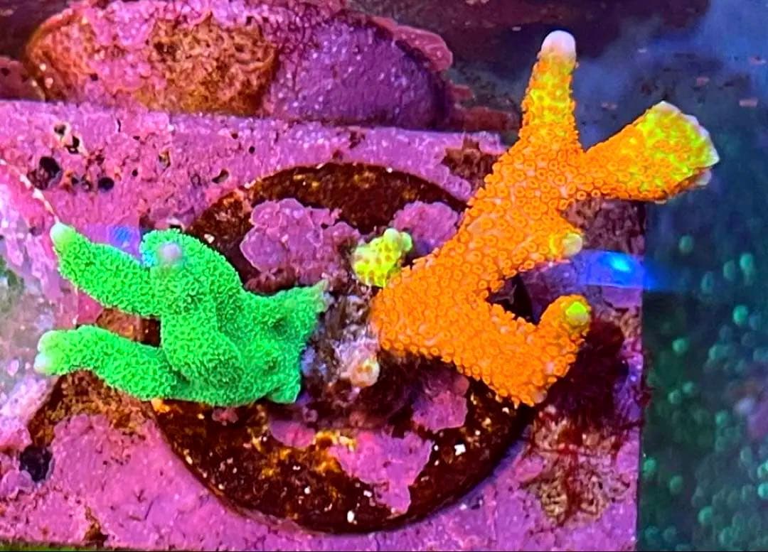 Forest Fire&Green➕Red&Green➕Rainbowセット