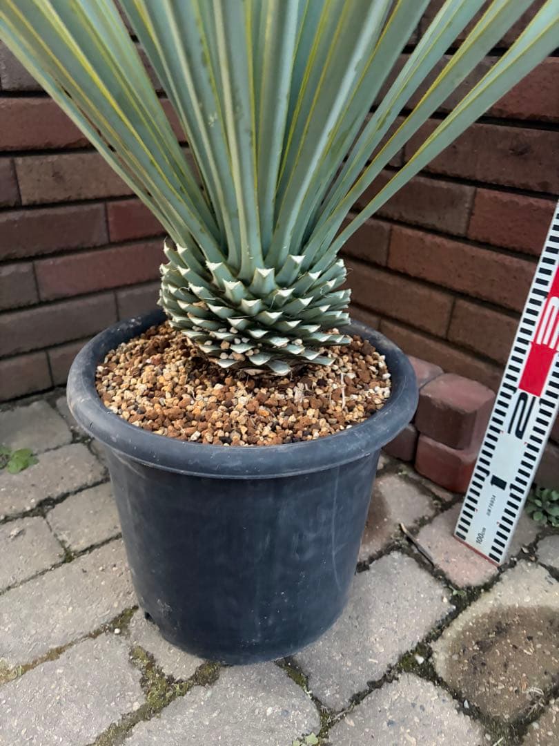 早いもの勝ち　ユッカ　リギダ　い