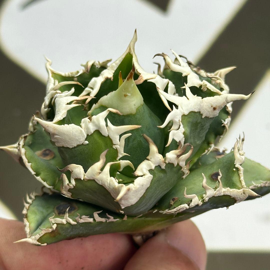 664【上澳園芸】 アガベ チタノタ shangao-008 白豪棘