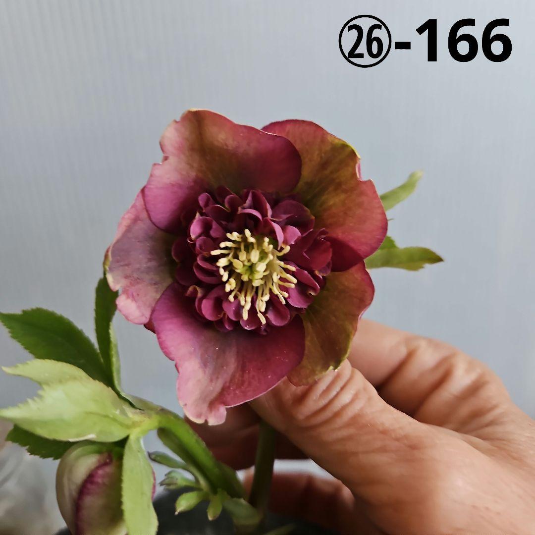 bonobono様ご購入苗㉖-166㉖-180クリスマスローズ