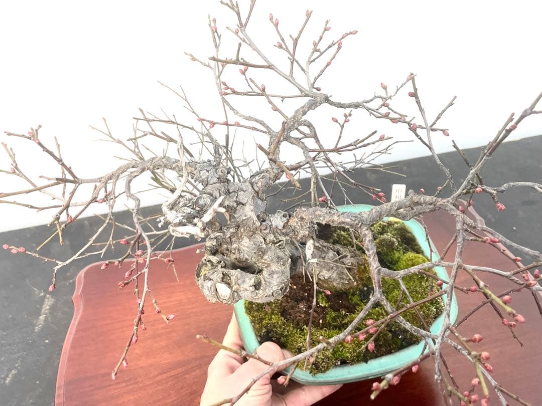 三河盆栽　甲州野梅　コウシュウ　ウメ　盆栽